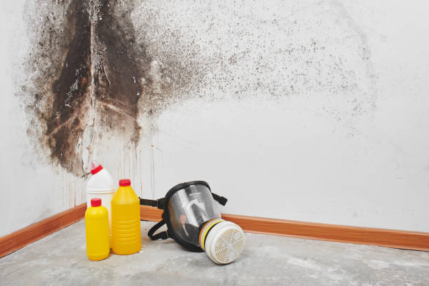 Mold Removal and Inspection in Hueytown, AL