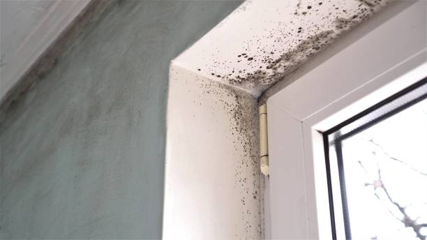 Best Mold Removal and Inspection  in Hueytown, AL