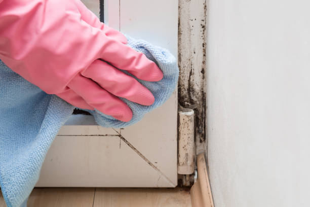 Best Office Mold Removal Services  in Hueytown, AL